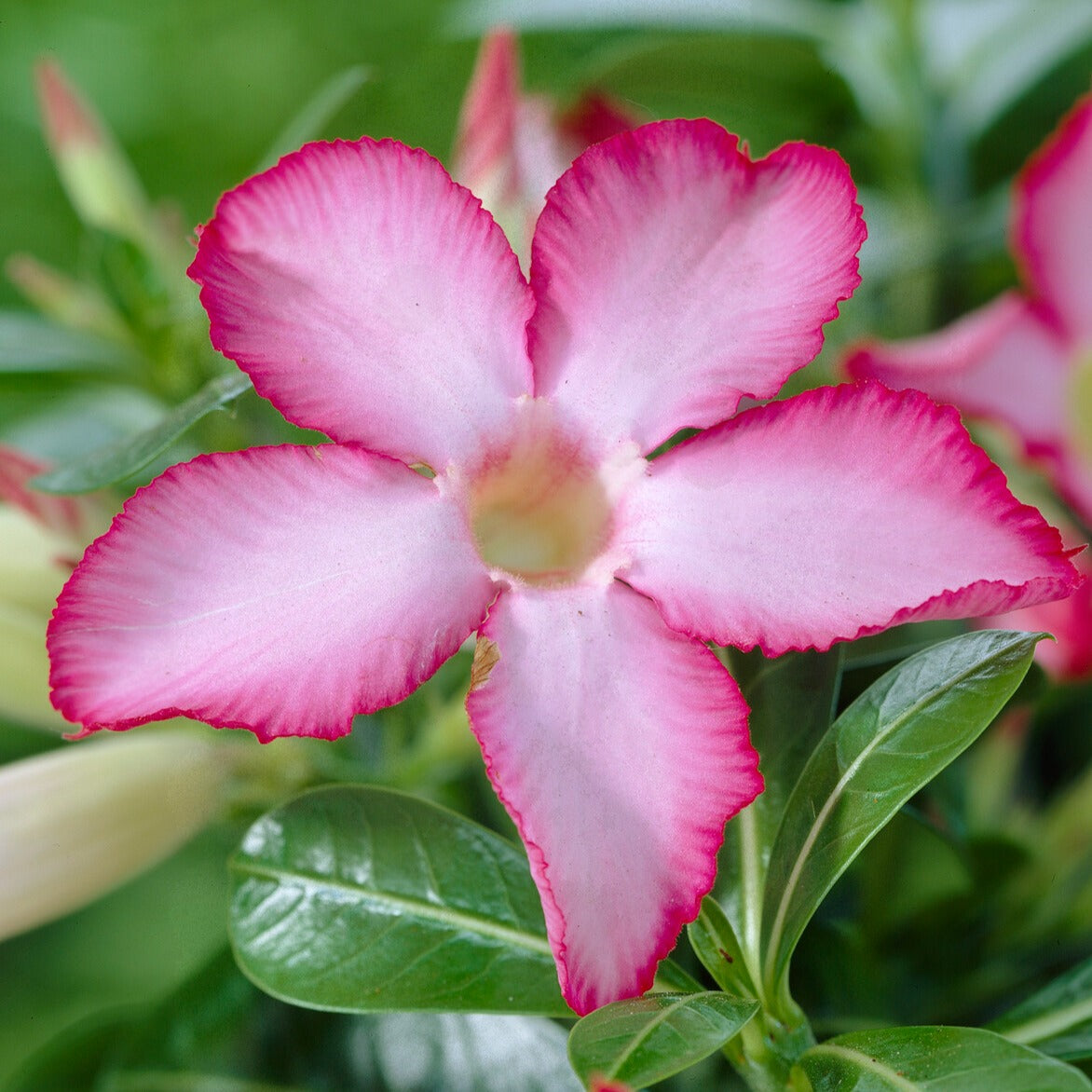 Adenium obesum - Rose du désert - Plantes d'intérieur