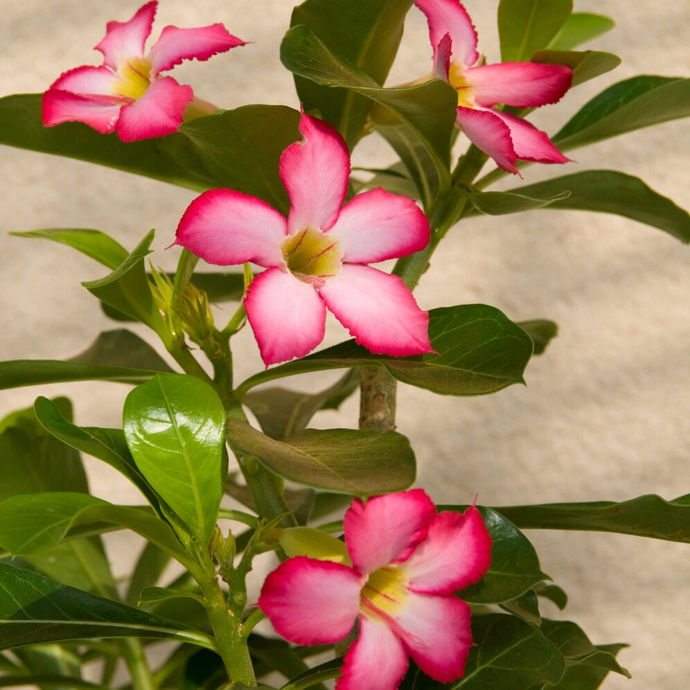 Rose du désert - Adenium obesum - Bakker