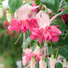 3 Fuchsias à fleurs géantes Bella Rosella - Bakker