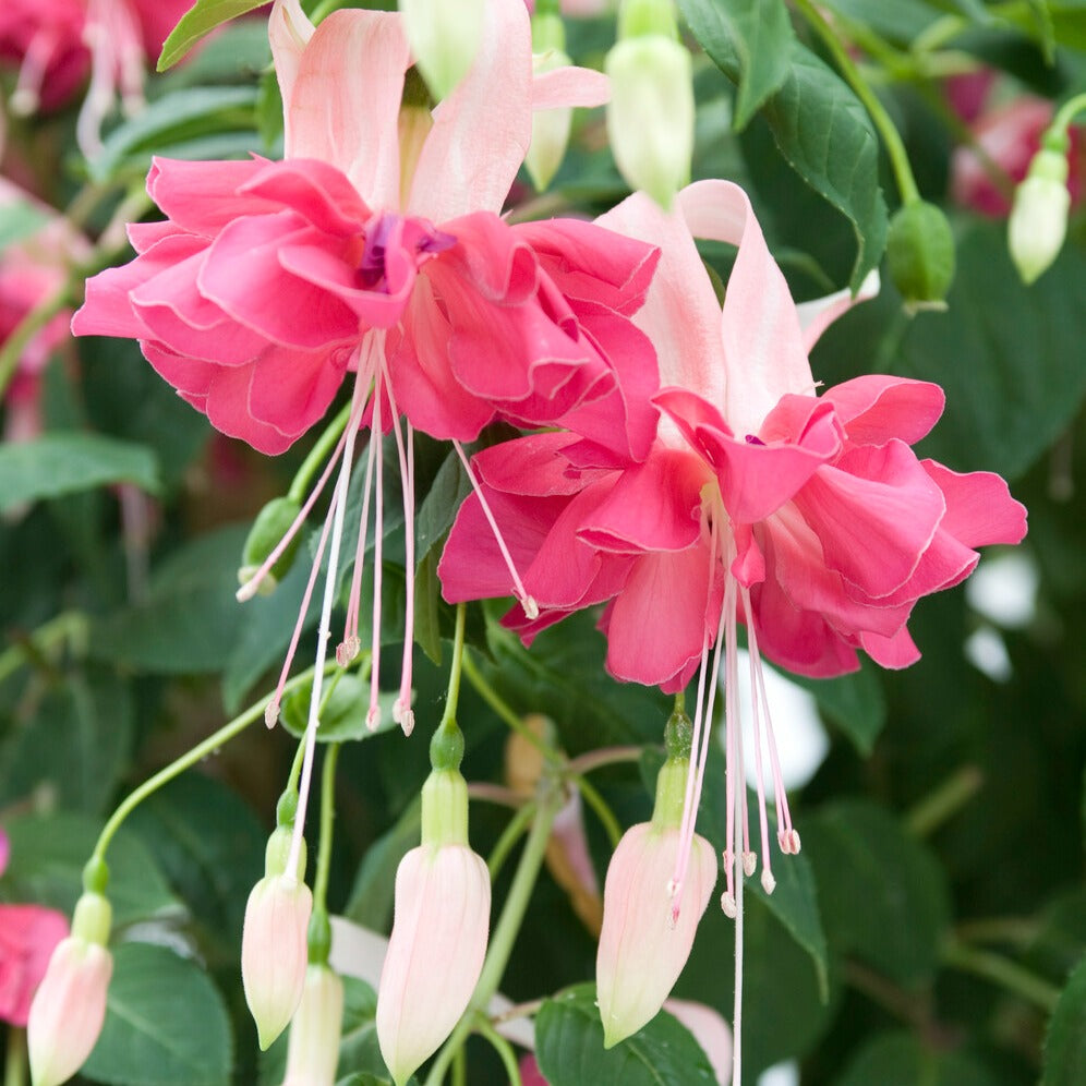 3 Fuchsias à fleurs géantes Bella Rosella - Fuchsia Bella Rosella - Bakker