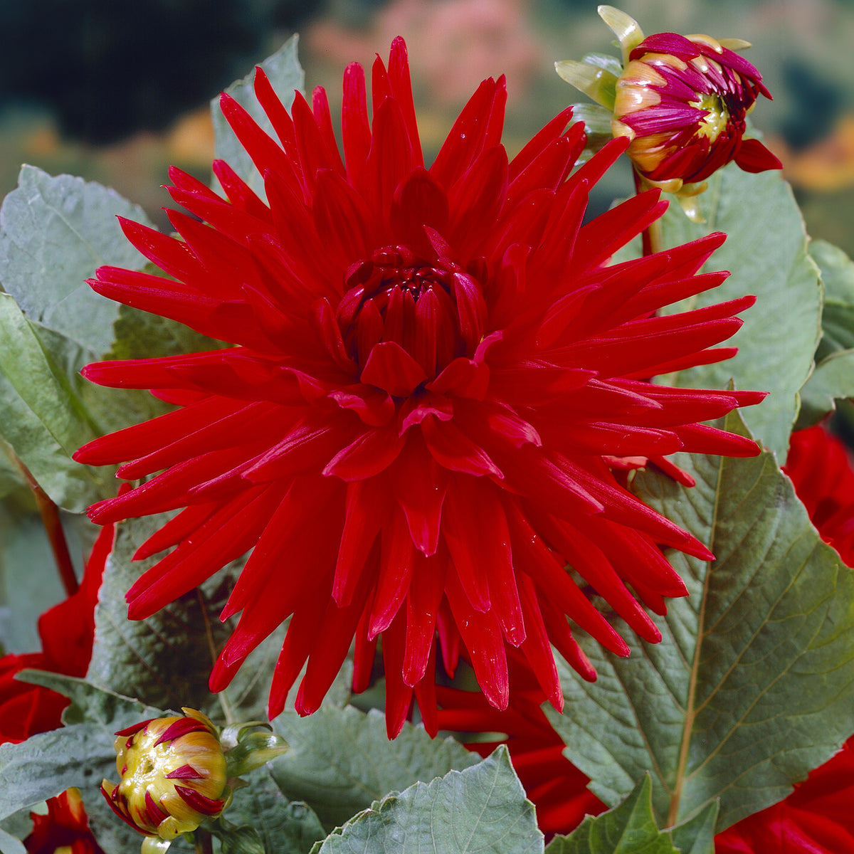Bulbes de Dahlia - 3 Dahlias cactus nain Red Pigmy - Dahlia Red Pigmy