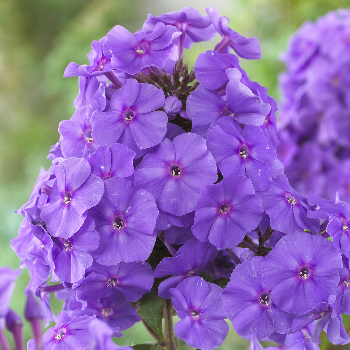 Phlox - Phlox paniculé Amethyst - Phlox paniculata Amethyst