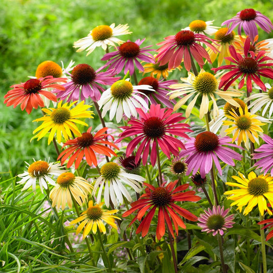 5 Marguerites papillon en mélange - Bakker