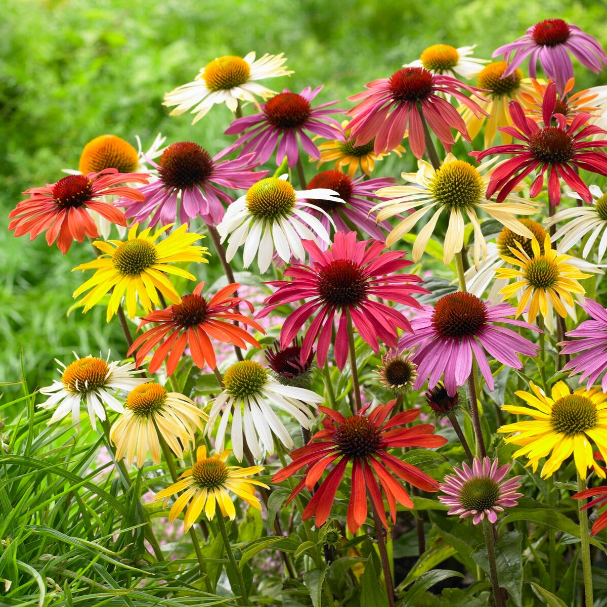 5 Marguerites papillon en mélange - Bakker