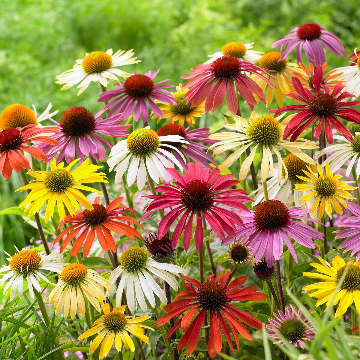 Echinacea butterfly - 5 Marguerites papillon en mélange - Échinacée