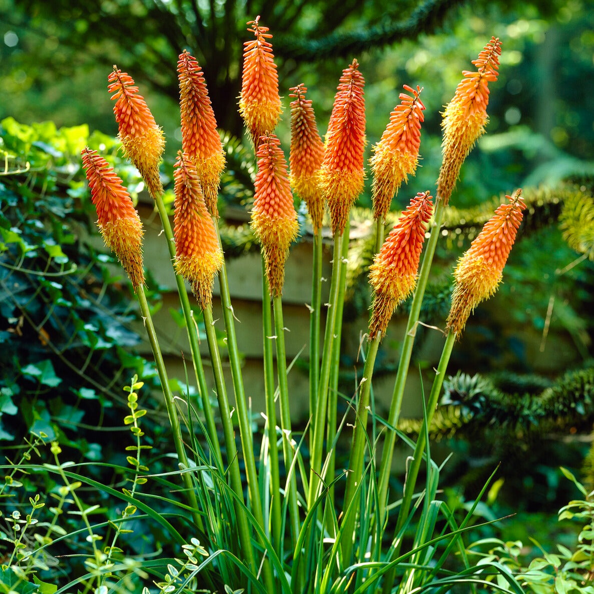 5 Tritomas - Kniphofia uvaria - Bakker