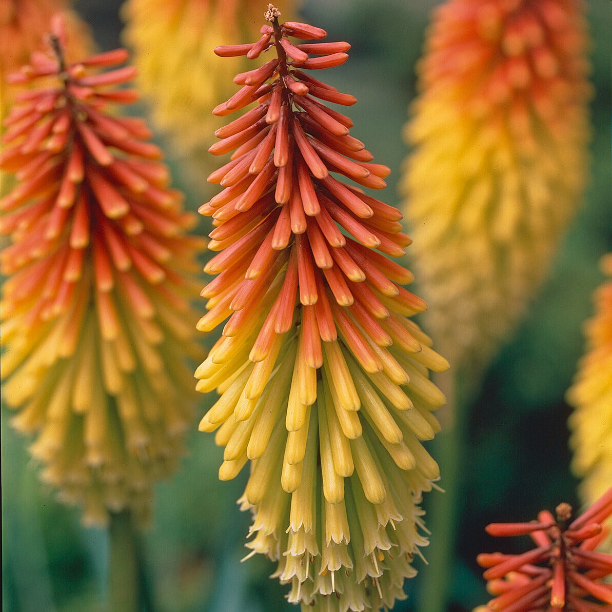 Kniphofia - 5 Tritomas - Kniphofia uvaria