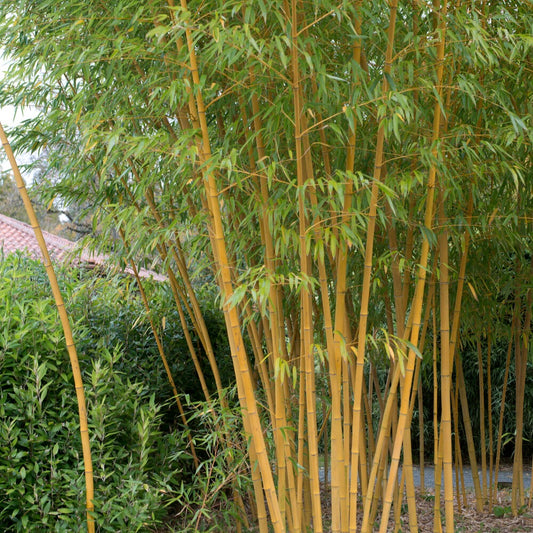 Bambou jaune - Phyllostachys aureosulcata aureocaulis - Plantes d'extérieur