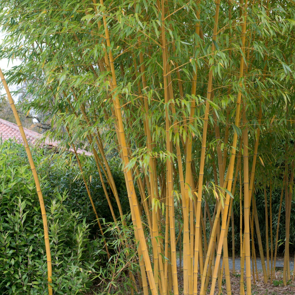 Bakker - Bambou traçant jaune - Phyllostachys aureosulcata aureocaulis - Bambou