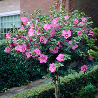 Vente Collection de 2 Hibiscus de jardin sur tige - Hibiscus syriacus