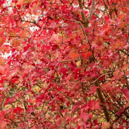 Vente Viorne Boule de Neige - Viornes