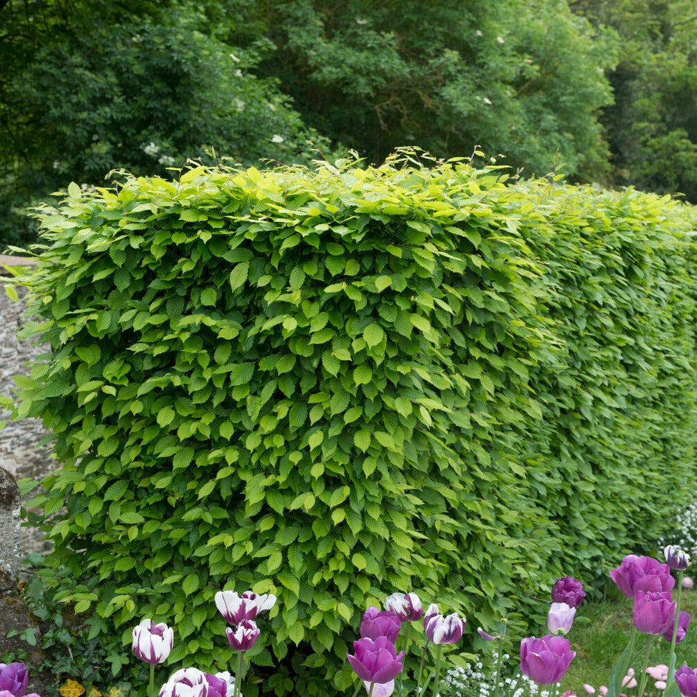 Bakker - Haie de 10 Charmes - Carpinus betulus - Arbustes et vivaces