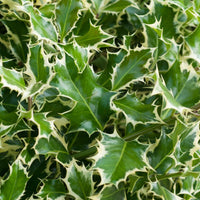 Bakker - Houx argenté sur tige - Ilex aquifolium Argentea Marginata