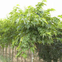 Bakker - Mûrier à grandes feuilles - Morus alba macrophylla