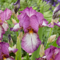 3 Iris de jardin remontant Autumn Encore - Iris germanica Autumn Encore - Bakker