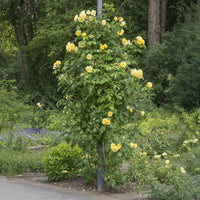 Collection de 3 Rosiers grimpants : Ronsard, Golden Gate, Santana - Rosa 'golden gate', 'santana', 'ronsard' - Bakker