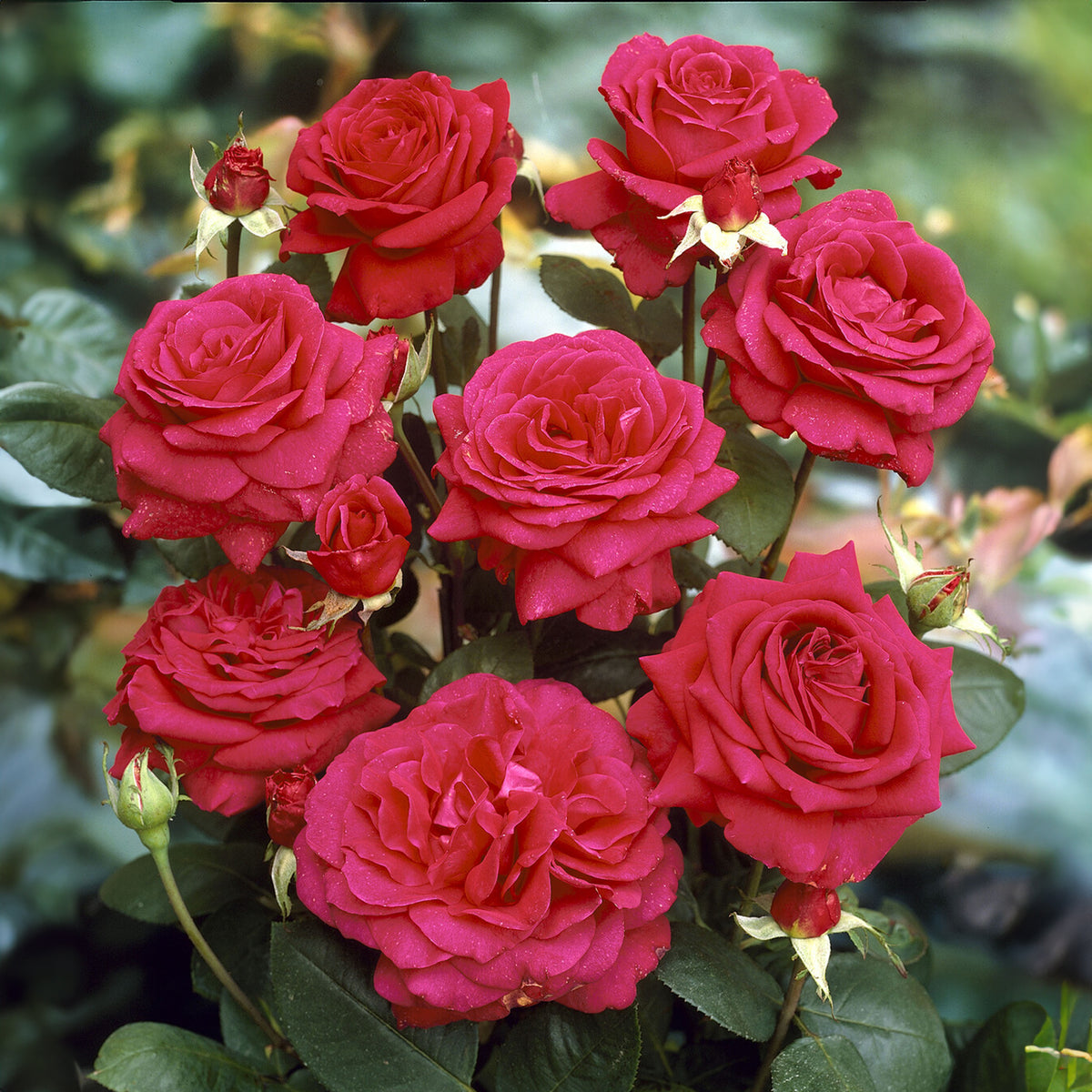 Rosier sur tige Dame de Coeur - Bakker