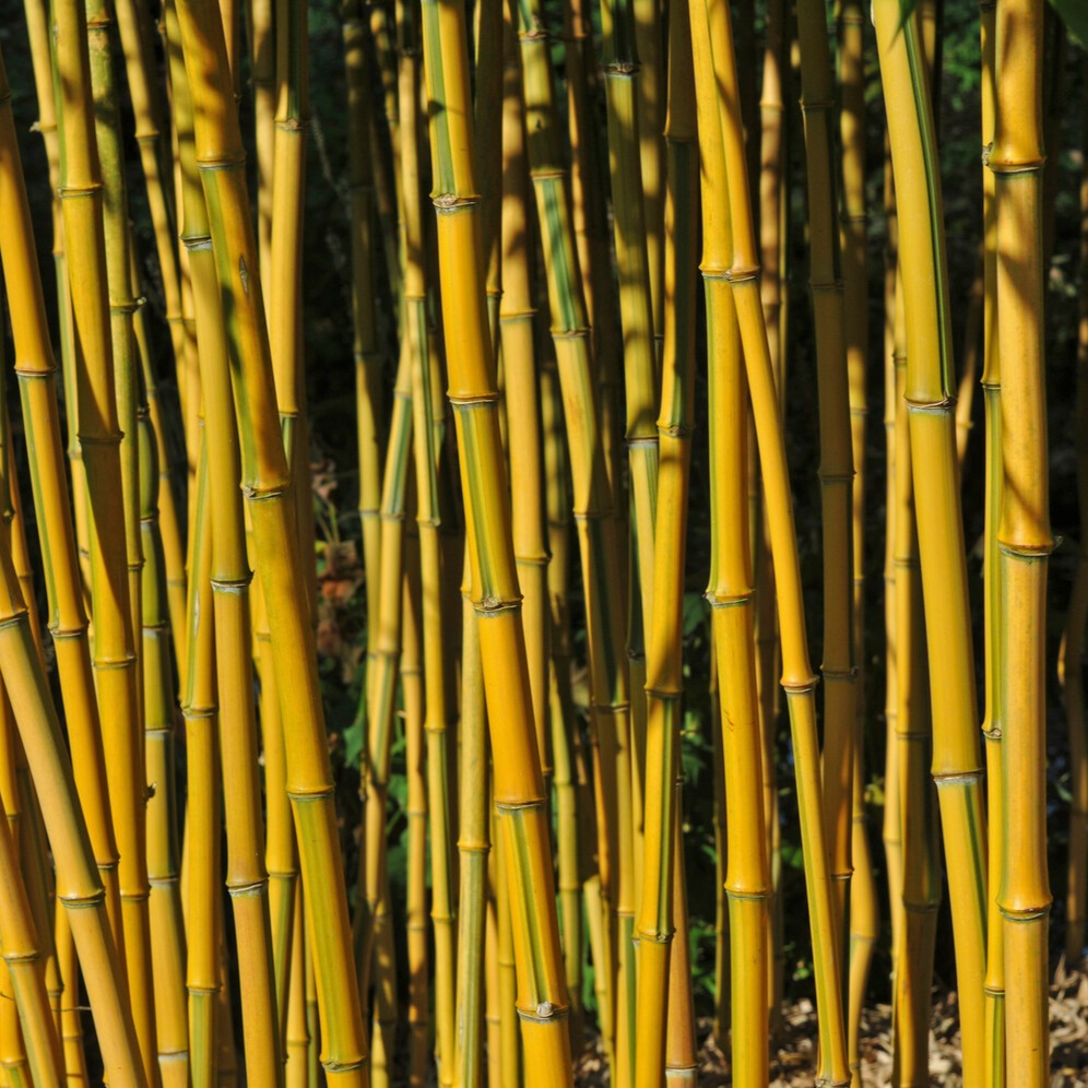 Bambou traçant panaché - Phyllostachys aureosulcata spectabilis - Bakker