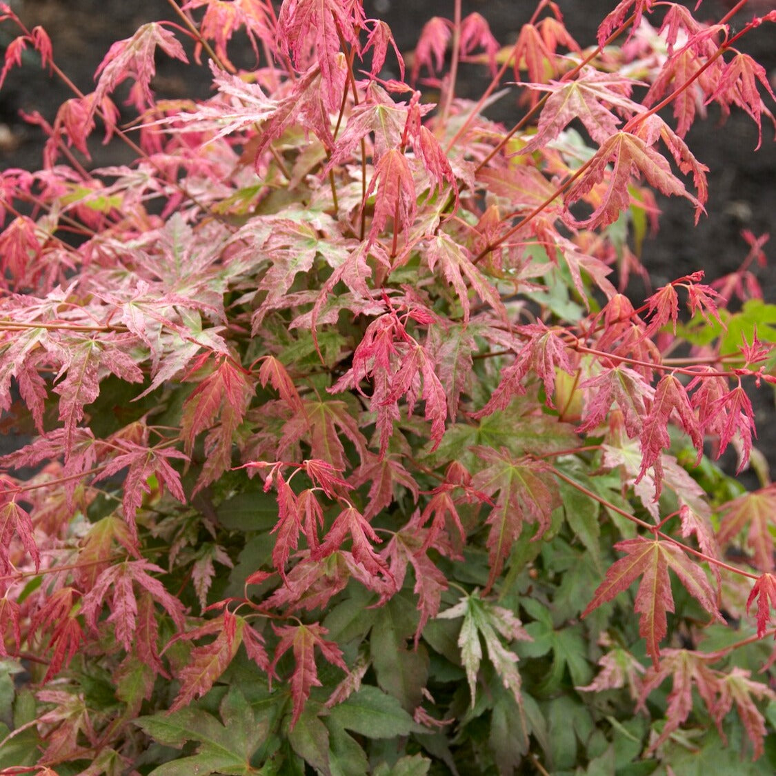 Acer palmatum phoenix - Erable du Japon Phoenix - Érable du Japon