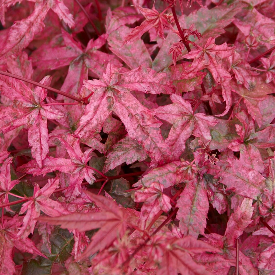 Acer palmatum Beni Maiko - Erable japonais 'Beni-maiko' - Érable du Japon