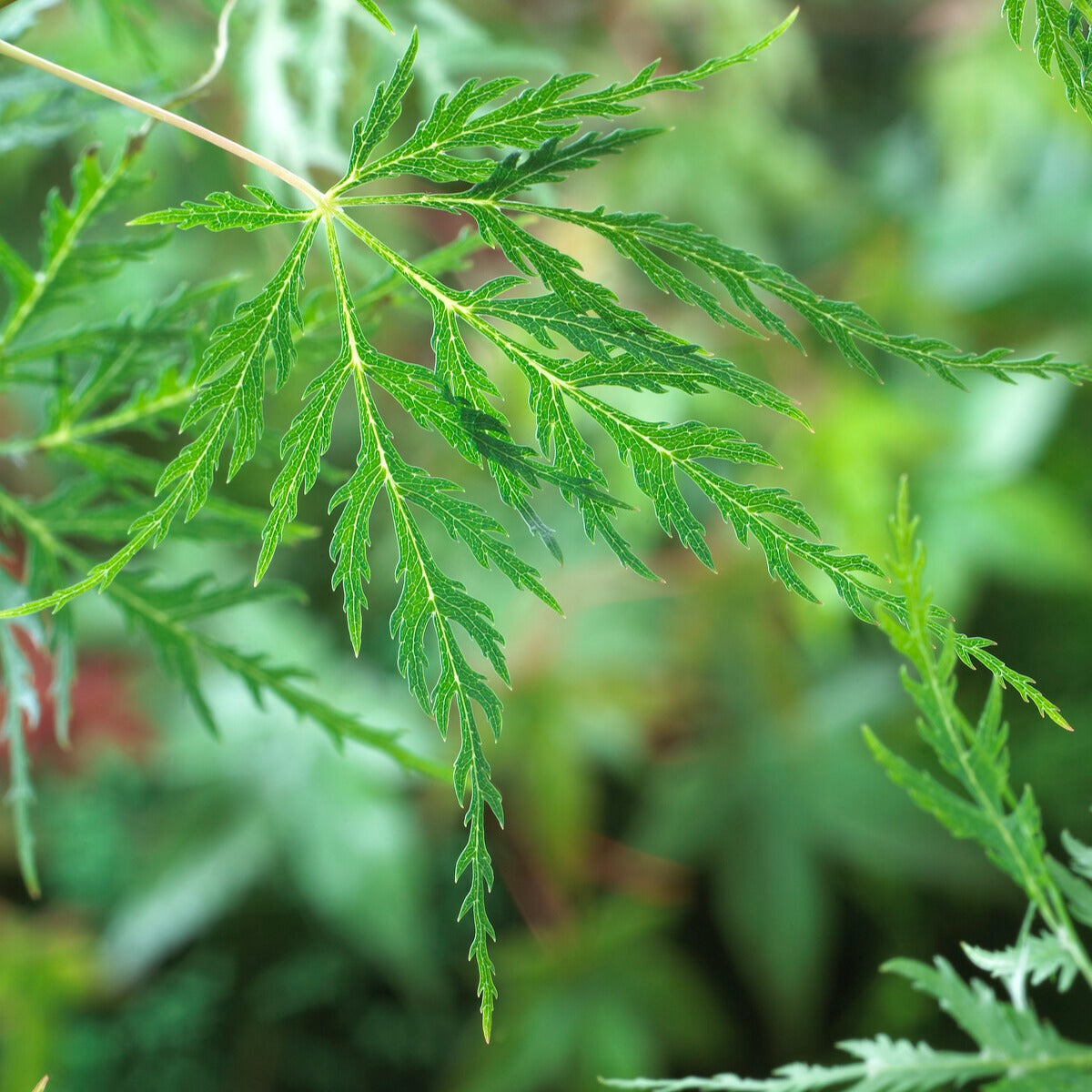 Erable japonais 'Emerald Lace' - Acer palmatum emerald lace - Bakker
