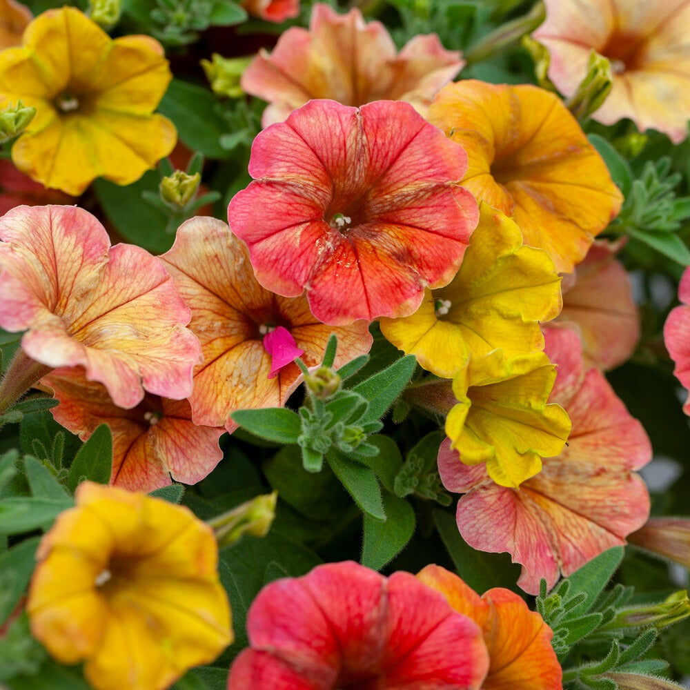 3 Pétunias retombants jaunes roses - Petunia cascadias Indian Summer - Bakker