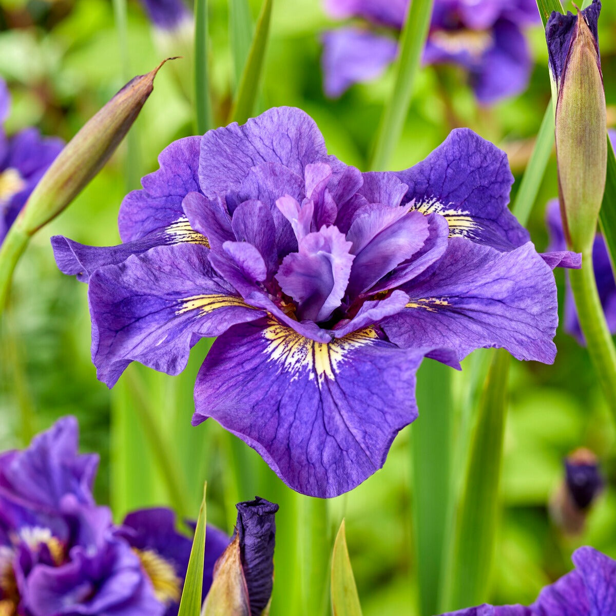 Iris Double Standard - Bakker