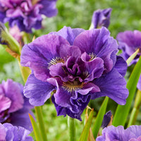 Iris de Sibérie - Collection d'Iris de Sibérie - Iris sibirica Double Standard,  Concord Crush,  Pink Parfait