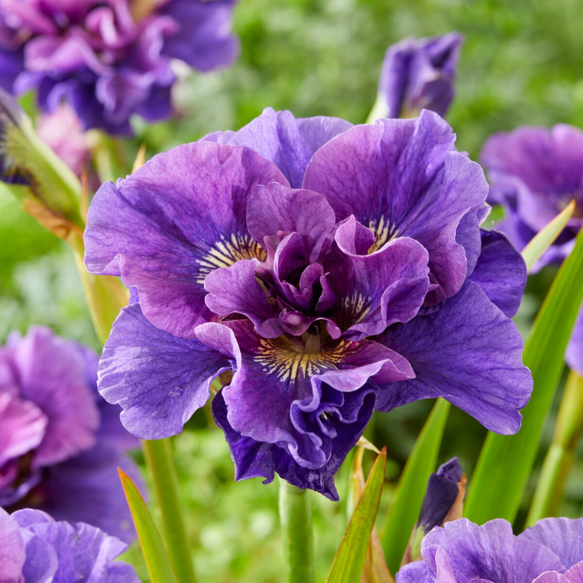 Iris de Sibérie - Collection d'Iris de Sibérie - Iris sibirica Double Standard,  Concord Crush,  Pink Parfait