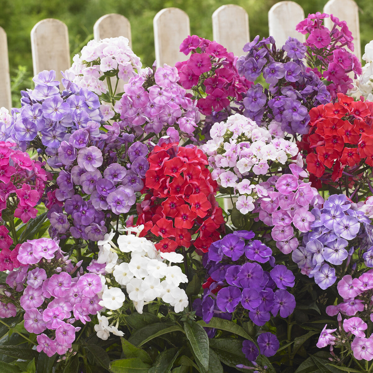 Vente Acanthus mollis, Heliopsis scabra, Aconitum napellus, Phlox paniculata, Hemrocallis Samy Russel,  Lychnis viscaria, Anaphalis triplinervis, Campanula carpatica - Le massif été fleuri - 18 plantes vivaces - Superficie environ 2 m²