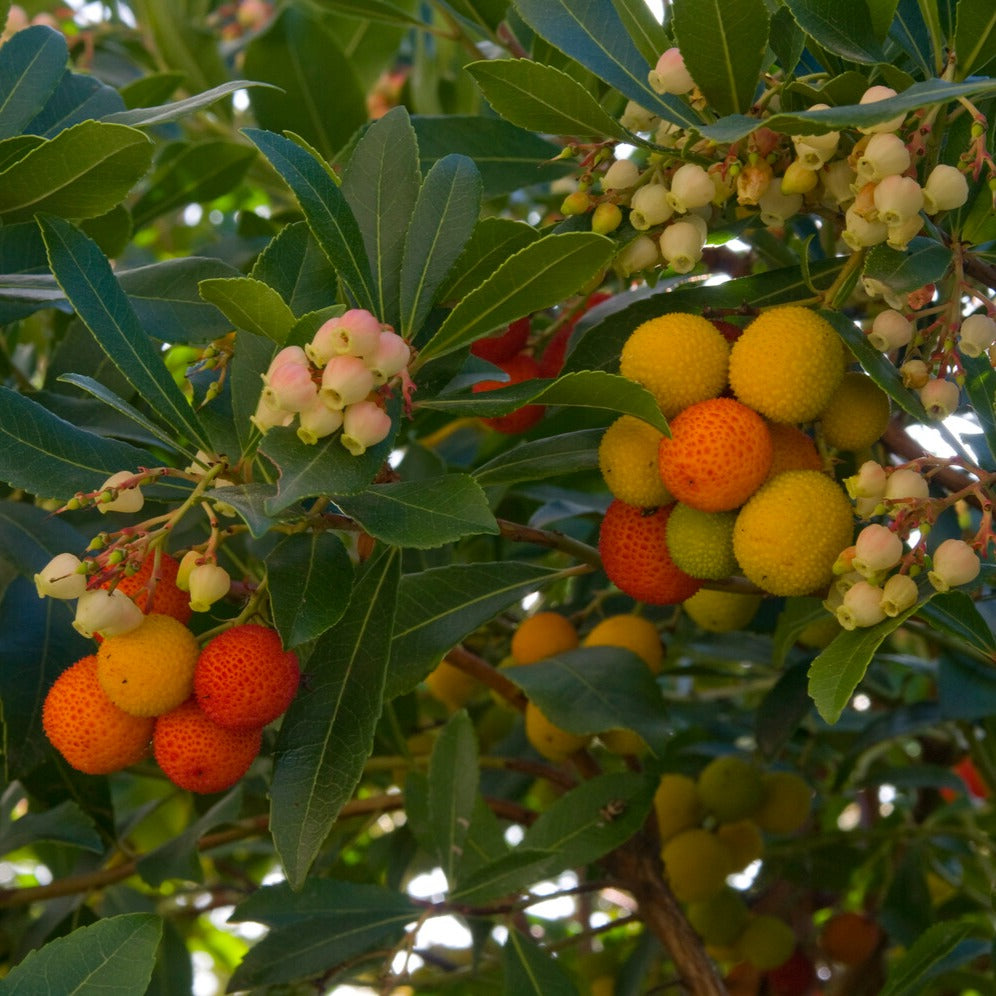 Arbousier - Arbutus unedo - Bakker