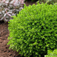 Hebe Emerald Green - Hebe Emerald Green - Bakker