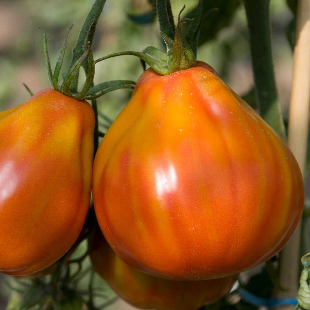 Tomate  Liguria - Bakker