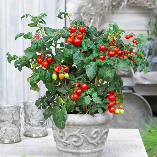 Tomate cerise Coeur d'amour - Bakker