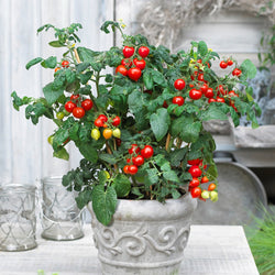 Tomate cerise Coeur d'amour - Bakker