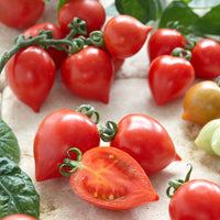 Tomate cerise Coeur d'amour - Solanum lycopersicum heartbreaker vita f1 - Bakker