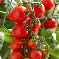 Solanum lycopersicum heartbreaker vita f1 - Tomate cerise Coeur d'amour - Graines de tomates