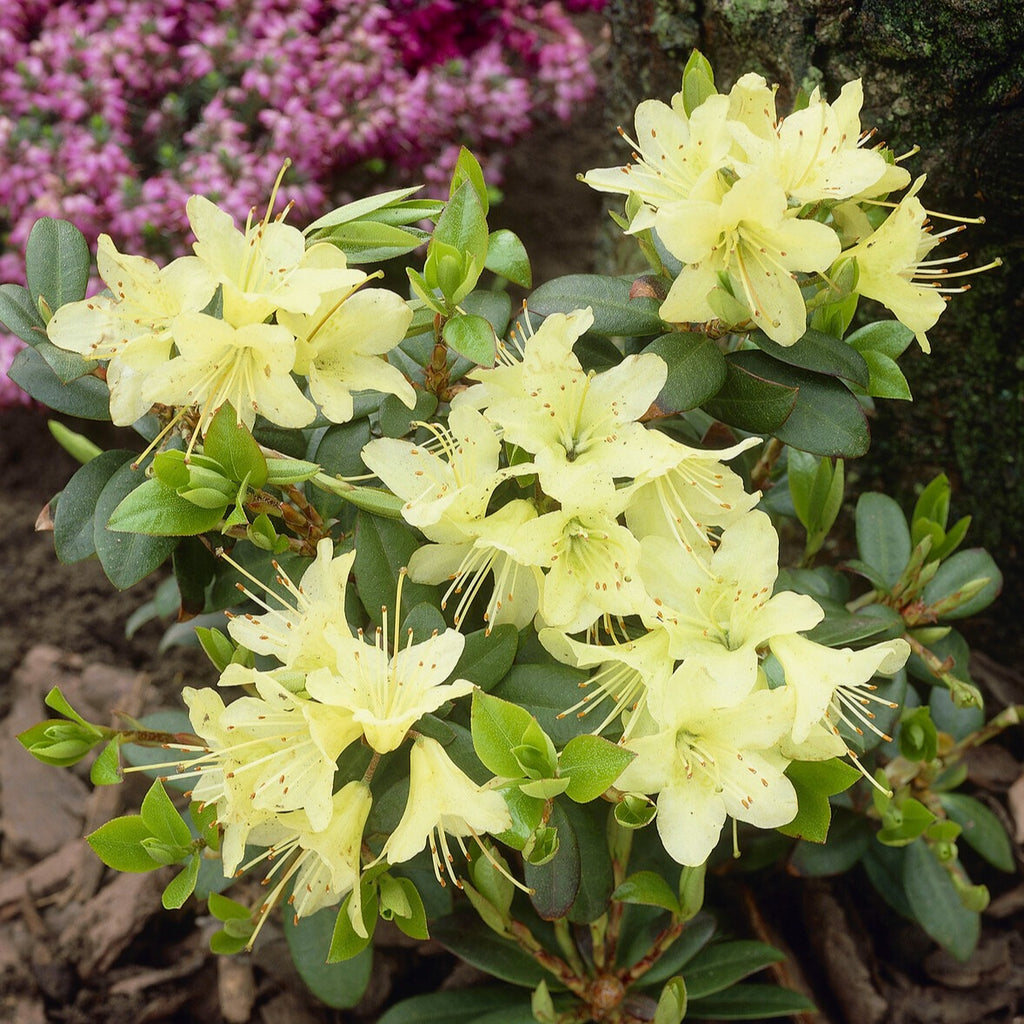 Rhododendron 'Gristede' 20-30 Cm En Conteneur - Arbuste à Fleurs Violettes Persistant