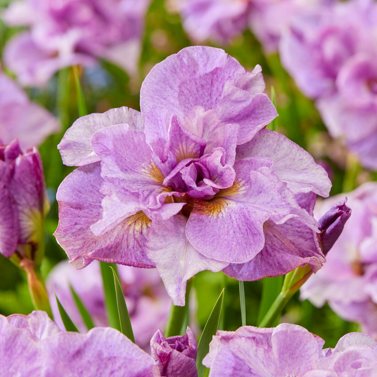 Iris sibirica Double Standard,  Concord Crush,  Pink Parfait - Collection d'Iris de Sibérie - Iris de Sibérie