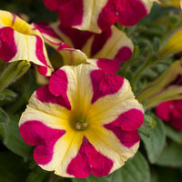 3 Pétunias Amore Reine des cœurs - Petunia amore queen of hearts - Bakker