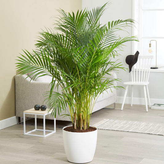 Bakker - Areca - Palmier d'intérieur - Dypsis lutescens - Plantes d'intérieur