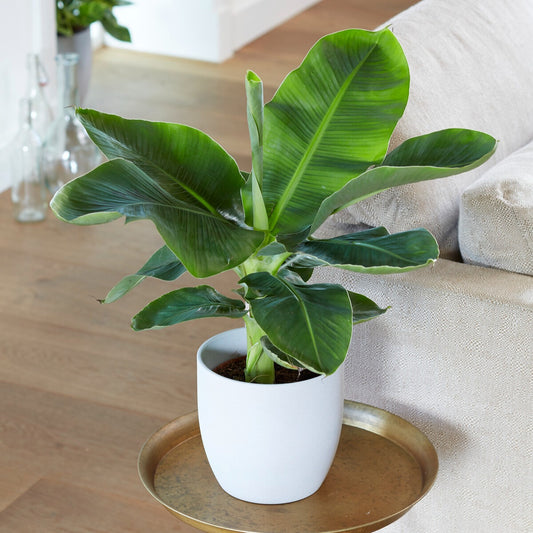 Bananier 'Oriental Dwarf' - Bakker