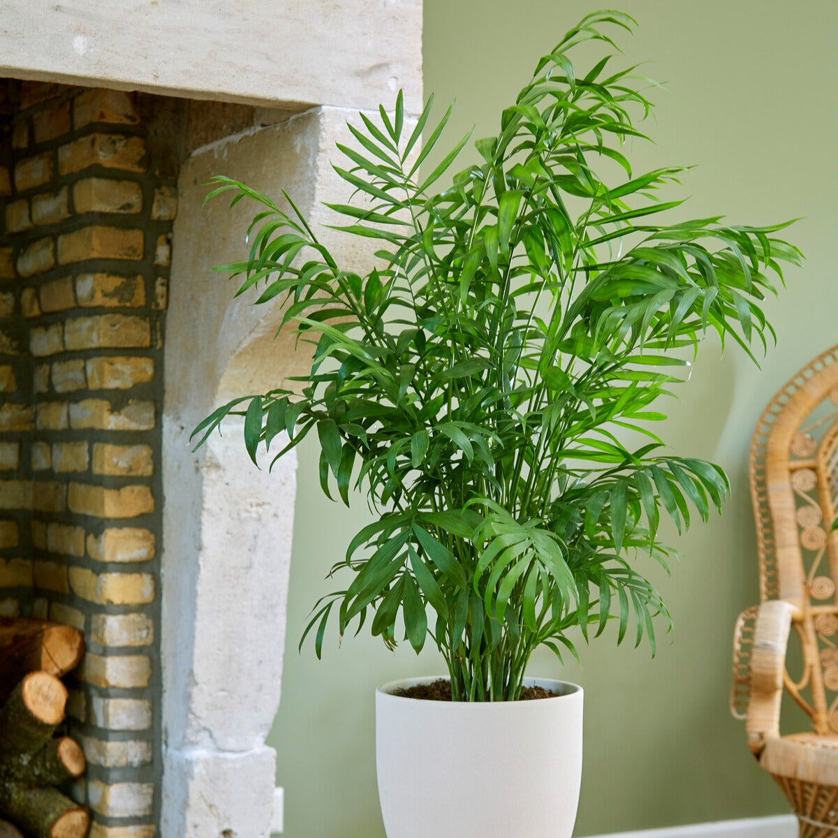 Chamaedorea elegans - Palmier des montagnes - Palmiers d'intérieur