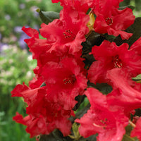 Rhododendron Baden Baden - Rhododendron compact Baden Baden - Rhododendron