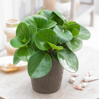 Peperomia Green