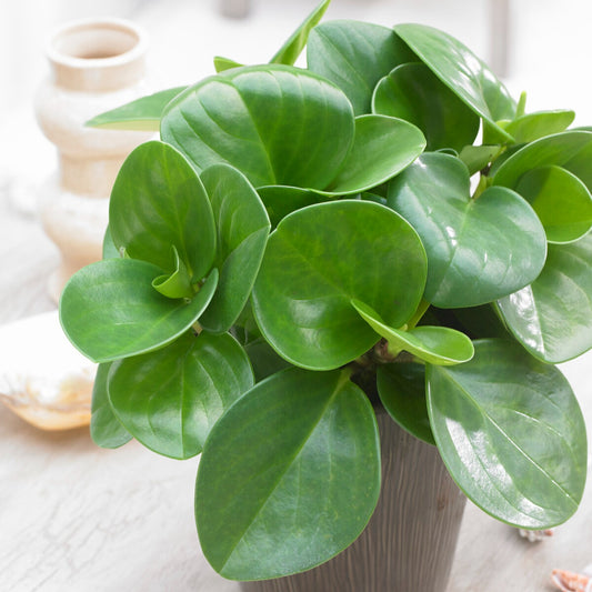 Peperomia Green - Bakker