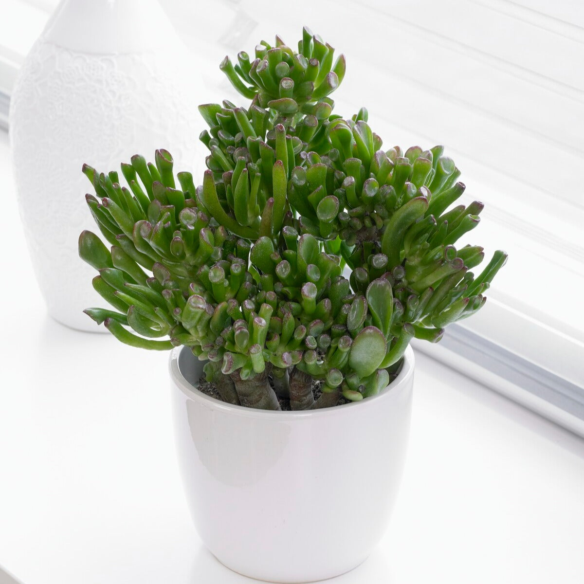 Crassula ovata hobbit - Crassula 'Hobbit' - Plantes grasses d'intérieur
