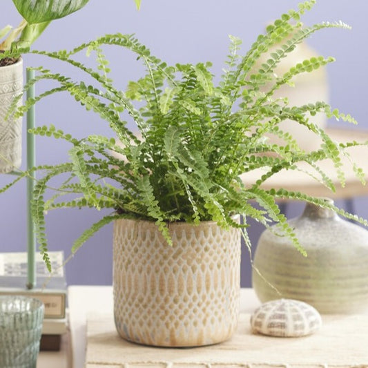 Fougère de Boston 'Duffi' - Bakker