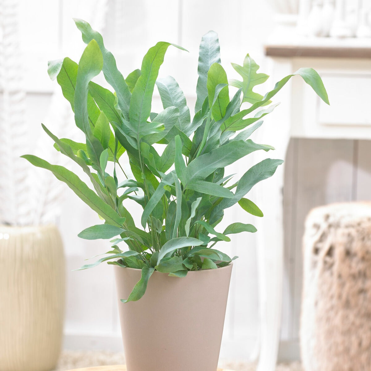 Fougère 'Blue Star' - Plantes d'intérieur - Bakker