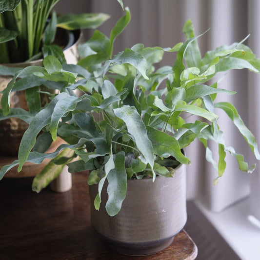 Fougère 'Blue Star' - Bakker